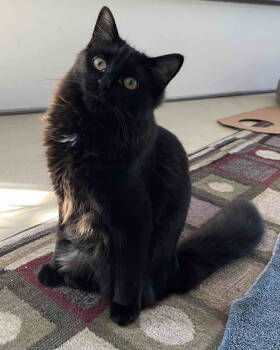 Rescue Domestic Long Hair Cats for Adoption in Buford, Georgia - Tibby | PetCurious