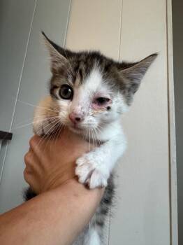 Cactus -  Domestic Short Hair Cat for Adoption in Johnson City, Tennessee - Cactus | PetCurious