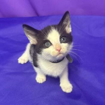 Macaroni -  Domestic Medium Hair Cat Available for Adoption in North Myrtle Beach, South Carolina - Macaroni | PetCurious