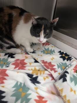 Domestic Short Hair Cats Available for Adoption in Twentynine Palms, California - Seggy | PetCurious