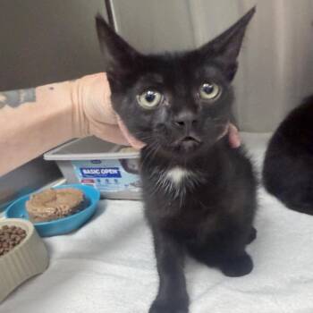 Nautica -  Domestic Short Hair Cat for Adoption in Jupiter, Florida - Nautica | PetCurious