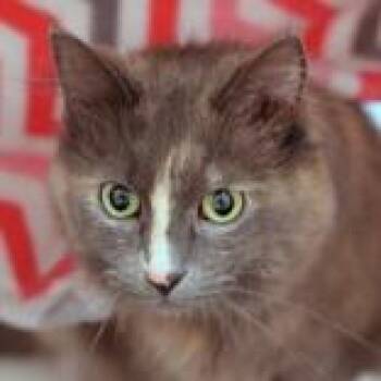 Greta Ann -  Domestic Short Hair Cat for Adoption in Hilliard, Ohio - Greta Ann | PetCurious