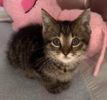 Boyd -  Domestic Short Hair Cat for Adoption in Tomah, Wisconsin - Boyd | PetCurious