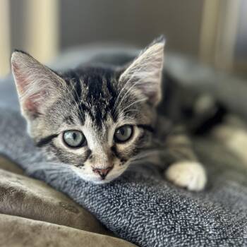 Tabby Cats Available for Adoption in Pasco, Washington - Luna | PetCurious