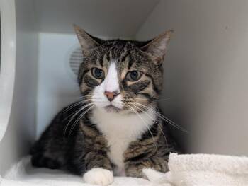 SOX -  Domestic Short Hair Cat for Adoption in Camarillo, California - SOX | PetCurious