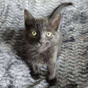 Voss -  Domestic Short Hair Cat for Adoption in Evanston, Illinois - Voss | PetCurious