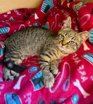 Rescue Domestic Short Hair Cats for Adoption in Medina, Ohio - Corky | PetCurious