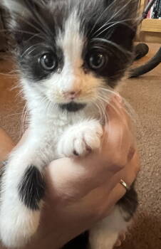 Rescue Domestic Short Hair Cats for Adoption in San Jose, California - BoyBoy | PetCurious