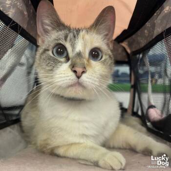 Domestic Short Hair Cats Available for Adoption in Washington, District Of Columbia - Tinkerbell | PetCurious
