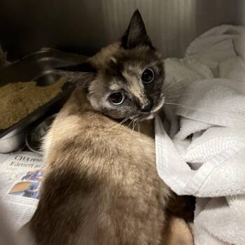 Siamese Cats Available for Adoption in Oak Park, Illinois - Myrna | PetCurious