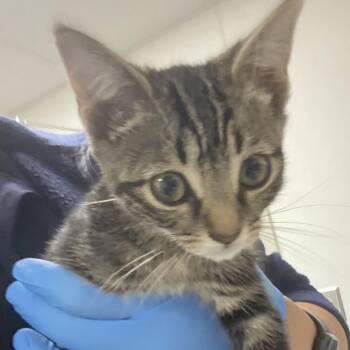 72166 -  Domestic Short Hair Cat for Adoption in Harrisonburg, Virginia - 72166 | PetCurious