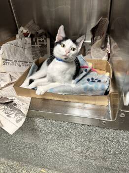 Rescue Domestic Short Hair Cats for Adoption in Albany, Wisconsin - Dizzy | PetCurious