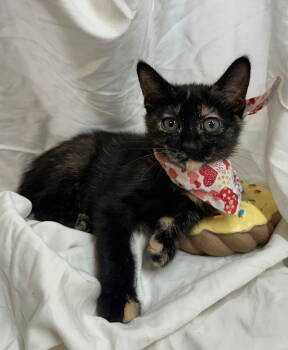 Rescue Domestic Short Hair Cats for Adoption in Margate, Florida - Pearl | PetCurious