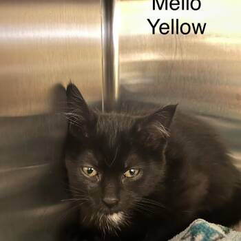 Mello Yello -  Domestic Long Hair Cat for Adoption in Knoxville, Tennessee - Mello Yello | PetCurious