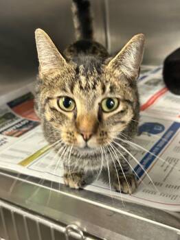 Rescue Domestic Short Hair Cats for Adoption in Red Oak, Texas - Colin | PetCurious