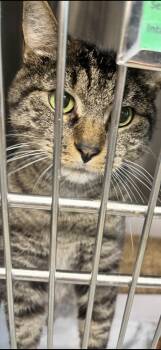 Hickory -  Domestic Short Hair Cat for Adoption in Edison, New Jersey - Hickory | PetCurious