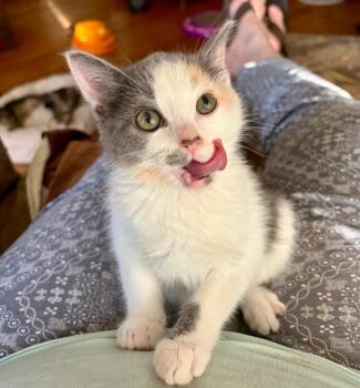 Dilute Calico Cats Available for Adoption in Pasco, Washington - Aurora | PetCurious