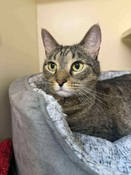 Rescue Domestic Short Hair Cats for Adoption in Sebastian, Florida - Joey | PetCurious