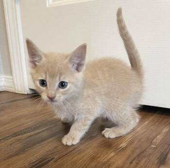 Domestic Short Hair Cats Available for Adoption - 26-03 Cozmo | PetCurious