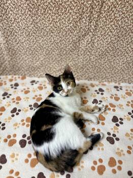 Butterscotch -  Domestic Short Hair Cat for Adoption in Upper Sandusky, Ohio - Butterscotch | PetCurious