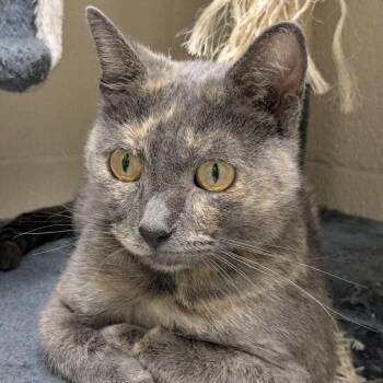 Darby -  Domestic Short Hair Cat for Adoption in Springfield, Missouri - Darby | PetCurious