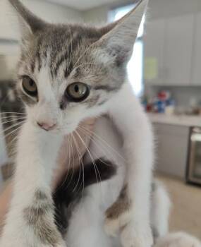 Hopper -  Domestic Short Hair Cat for Adoption in Lafayette, Indiana - Hopper | PetCurious