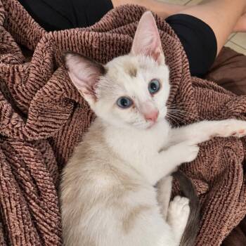 Tic Tac -  Snowshoe and Domestic Short Hair Cat for Adoption in Tustin, California - Tic Tac | PetCurious