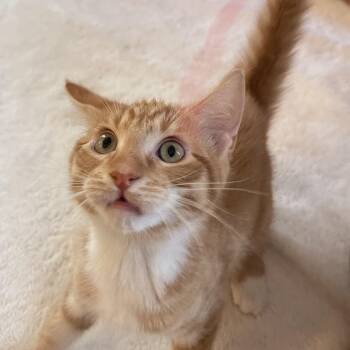 Rescue Domestic Short Hair and Tabby Cats for Adoption in Scranton, Pennsylvania - Inferno | PetCurious