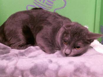 Rescue Domestic Short Hair Cats for Adoption in Houston, Texas - COREY | PetCurious