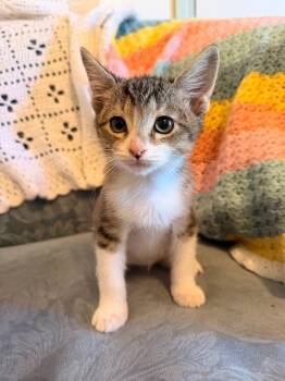 *Shein -  Domestic Short Hair Cat for Adoption in Newnan, Georgia - *Shein | PetCurious
