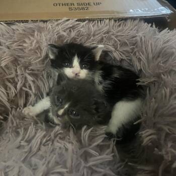 Domestic Short Hair Cats Available for Adoption in Spokane, Washington - Juice Box | PetCurious