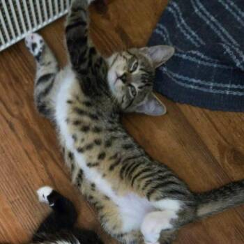Rain -  Domestic Short Hair Cat for Adoption in Elizabeth, Illinois - Rain | PetCurious