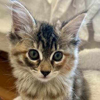 Princess Flufferton -  Domestic Short Hair Cat for Adoption in Pleasant Hill, California - Princess Flufferton | PetCurious