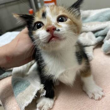 Fanta -  Domestic Short Hair Cat for Adoption in Bristol, Indiana - Fanta | PetCurious