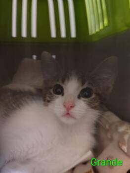 Grande -  Domestic Short Hair Cat for Adoption in Lincoln, California - Grande | PetCurious