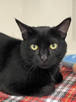 Ambrose -  Domestic Short Hair Cat for Adoption in Harrison, New York - Ambrose | PetCurious