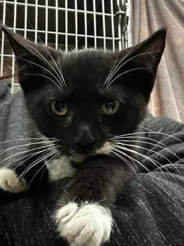 Rescue Domestic Short Hair Cats for Adoption in Spartanburg, South Carolina - Green Bean | PetCurious