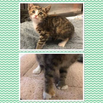 SUNFYRE -  Domestic Short Hair Cat for Adoption in Buckhannon, West Virginia - SUNFYRE | PetCurious