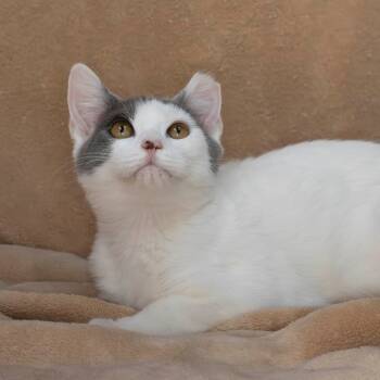 Rescue Domestic Short Hair Cats for Adoption in Valdosta, Georgia - Hobie | PetCurious