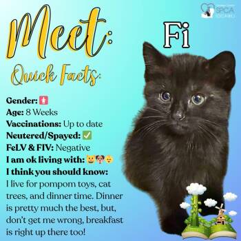 Domestic Short Hair Cats Available for Adoption in Fulton, New York - Fi | PetCurious