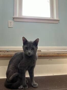 Domestic Short Hair Cats Available for Adoption - Gandalf The Gray S. | PetCurious