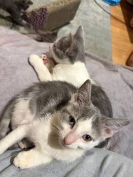 Dali -  Domestic Short Hair Cat for Adoption in Chicago, Illinois - Dali | PetCurious