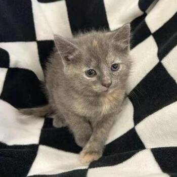 Swifty -  Domestic Short Hair Cat for Adoption - Swifty | PetCurious