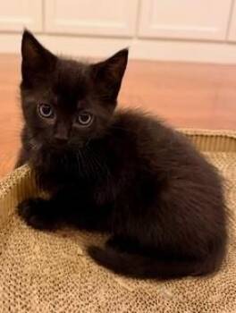 NOVA -  Domestic Short Hair Cat for Adoption in Camarillo, California - NOVA | PetCurious