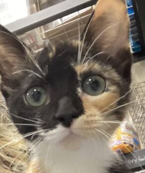 Jelly -  Domestic Short Hair Cat for Adoption in Dayton, Minnesota - Jelly | PetCurious