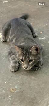 Rescue Domestic Short Hair Cats for Adoption in St. Louis, Missouri - Sinatra | PetCurious
