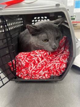 Domestic Short Hair Cats Available for Adoption in Omaha, Nebraska - DALLAS | PetCurious