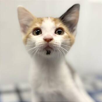 Cleo -  Domestic Short Hair Cat for Adoption in Medford, Oregon - Cleo | PetCurious