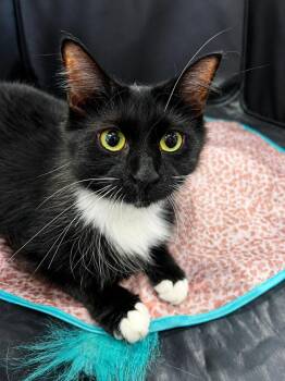 Lorelai -  Domestic Long Hair Cat for Adoption in Chicago, Illinois - Lorelai | PetCurious
