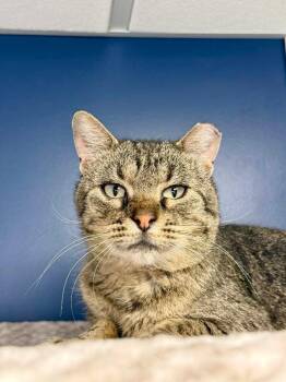 Elton -  Domestic Short Hair Cat for Adoption in Belton, Missouri - Elton | PetCurious